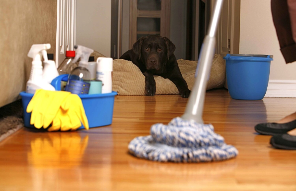 How to Keep House Clean With a Dog